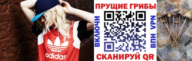 shop Telegram где купить наркоту Могоча Галлюциногенные грибы мицелий